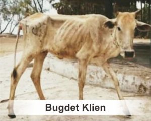budget klien ok