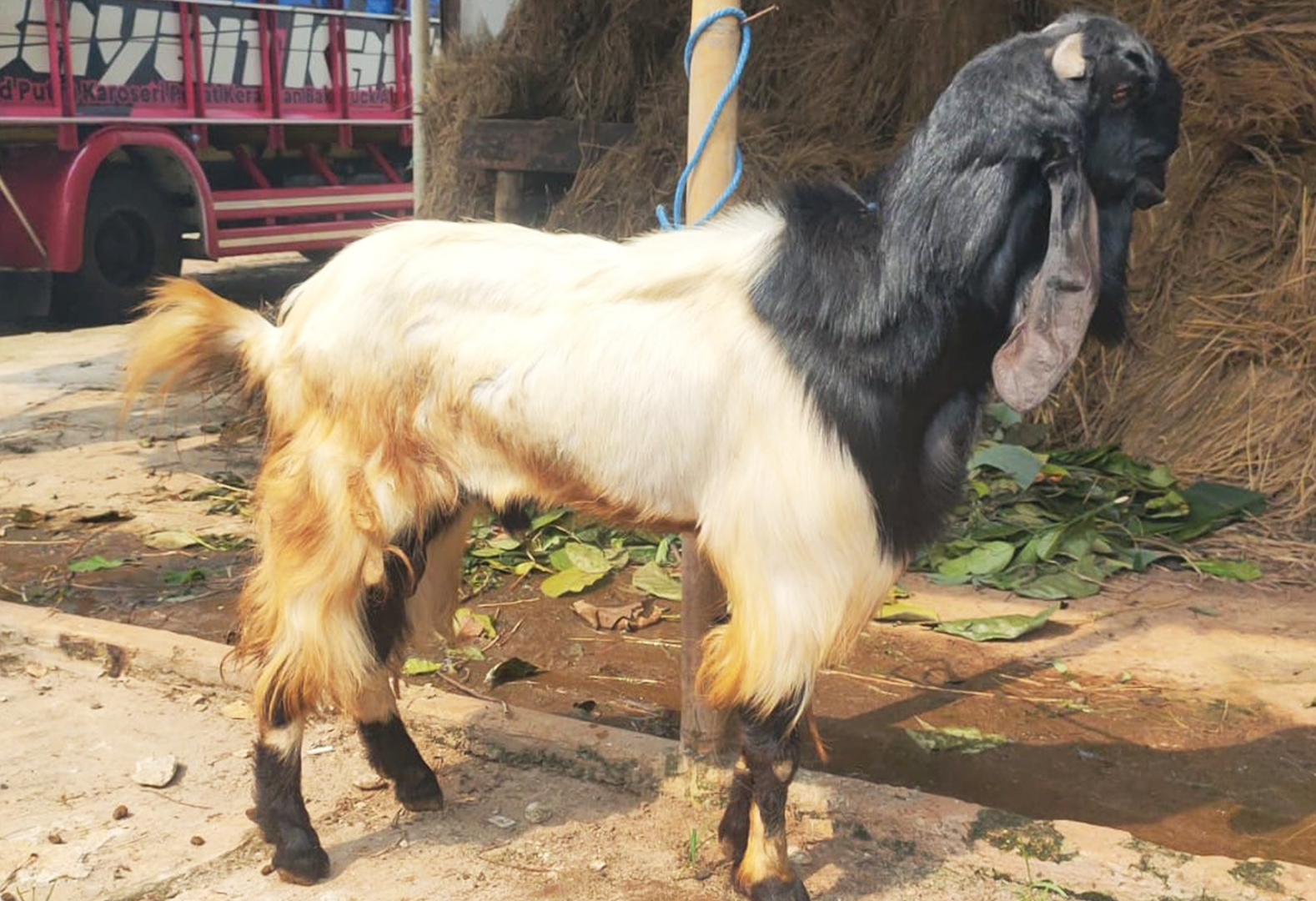 kambing