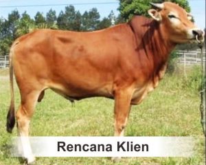 rencana klien ok